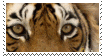 tiger eyes